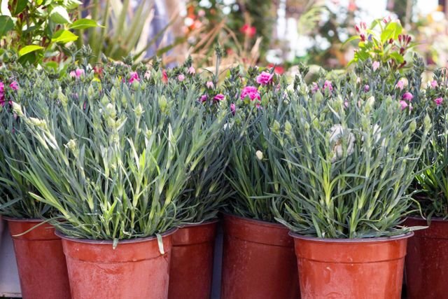 Página Inicial Vibrant potted flowers in a garden nursery, showcasing lush green foliage and vivid blooms.