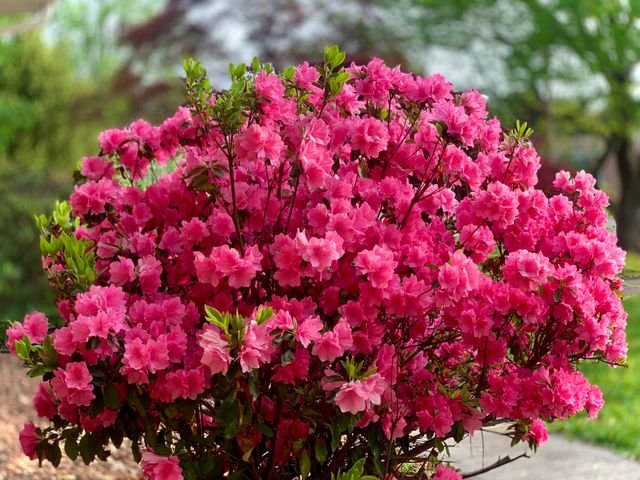 Página Inicial A vibrant display of pink azaleas in full bloom, capturing spring beauty.