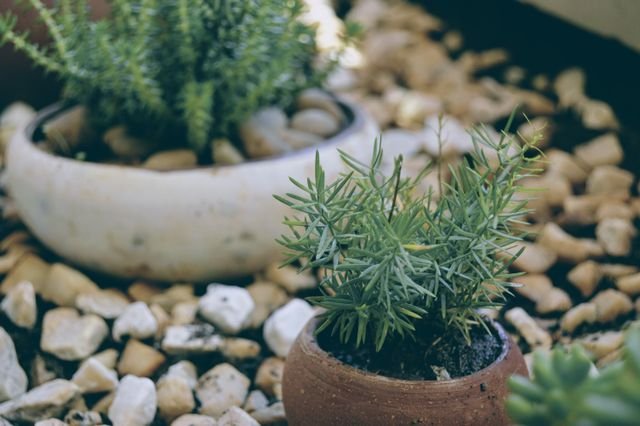 Página Inicial A serene close-up of potted greenery and pebbles in an outdoor setting.